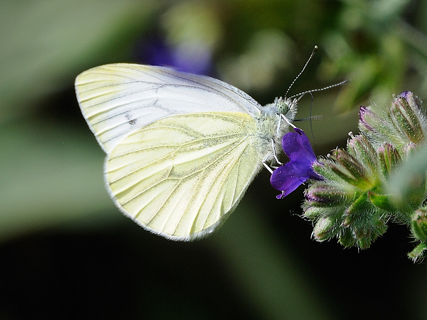 mlynárik kapustový Pieris brassicae Linnaeus, 1758