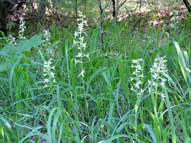 vemenník dvojlistý Platanthera bifolia (L.) Rich.