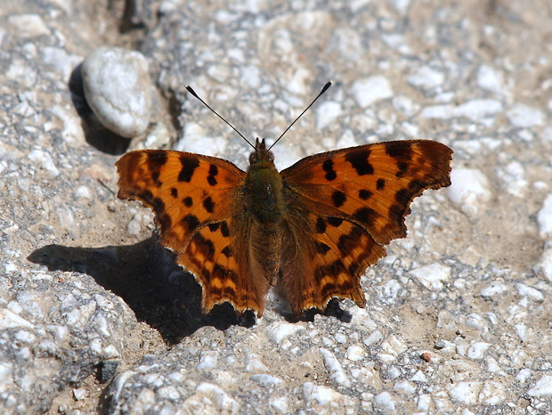 babôčka zubatokrídla Polygonia c-album