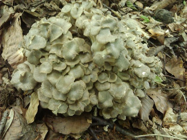 trúdnik klobúčkatý Polyporus umbellatus (Pers.) Fr.