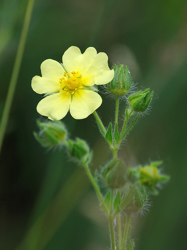 nátržník priamy Potentilla recta L.