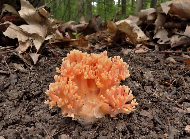 strapačka lososovoružová Ramaria subbotrytis (Coker) Corner