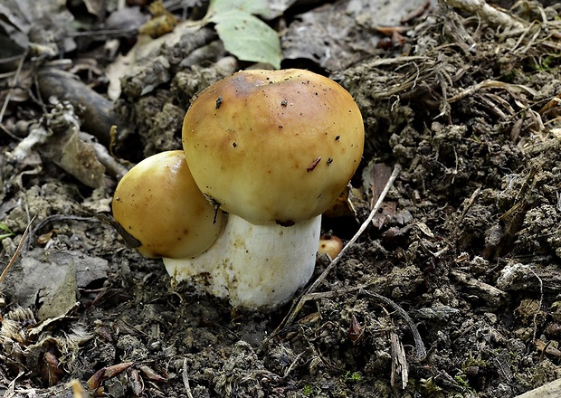 plávka smradľavá Russula foetens Pers.