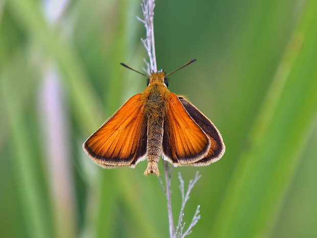 súmračník čiarkavý Thymelicus lineola