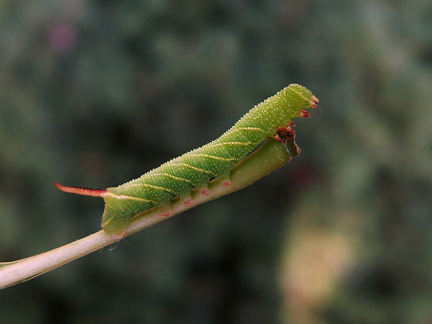 lišaj orgovánový - húsenica  Sphinx ligustri