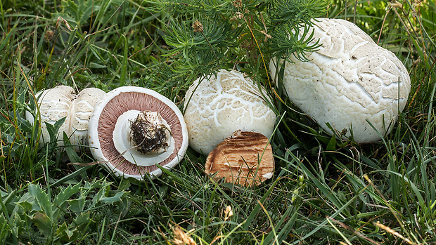 pečiarka Agaricus sp.