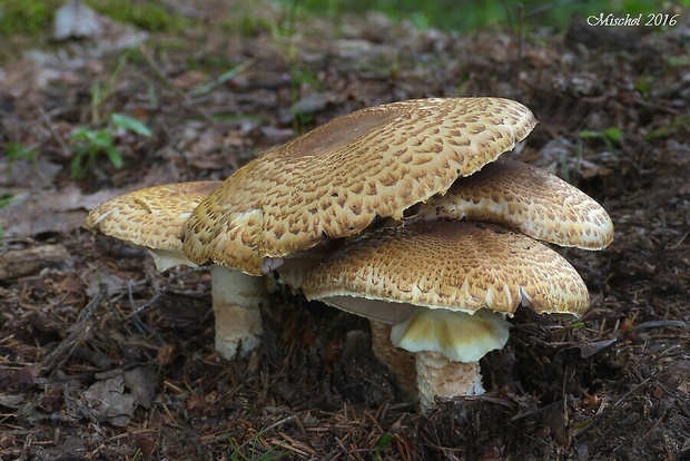 pečiarka lesná Agaricus sylvaticus Schaeff.