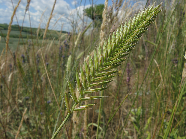 žitniak hrebenitý Agropyron pectinatum (M. Bieb.) P. Beauv.