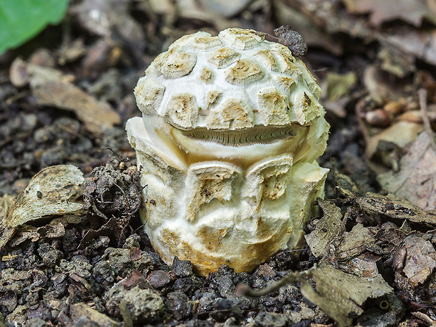 muchotrávka chrastavá Amanita ceciliae (Berk. & Broome) Bas