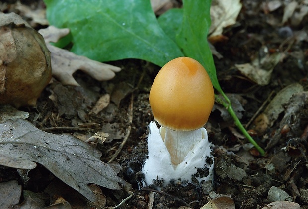 muchotrávka oranžová Amanita crocea (Quél.) Singer