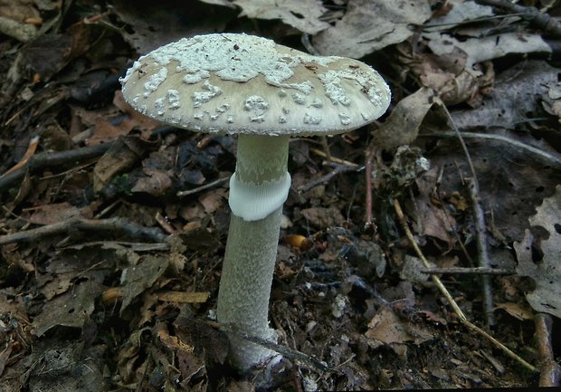 muchotrávka hrubá Amanita excelsa (Fr.) Bertill.