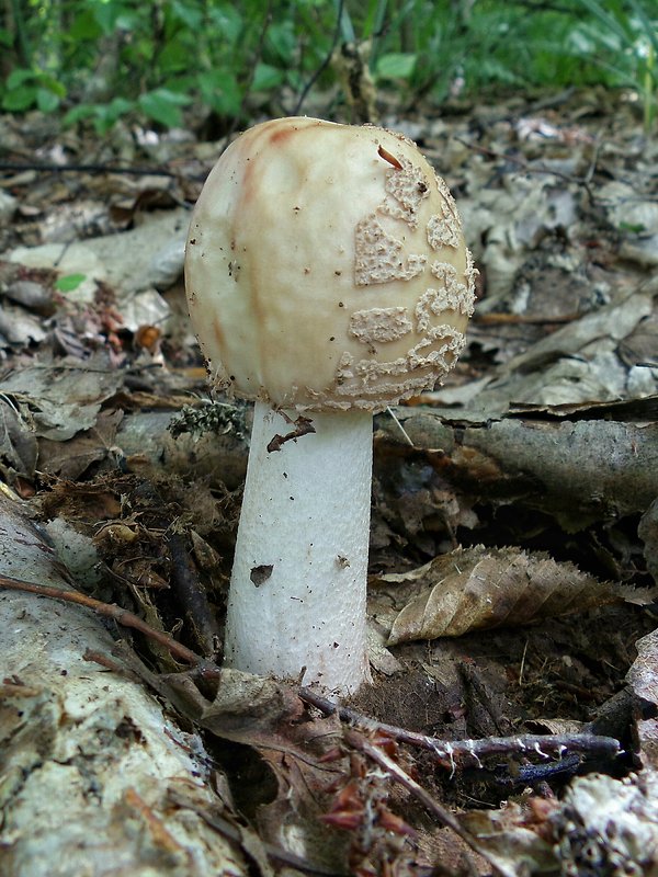 muchotrávka červenkastá Amanita rubescens Pers.