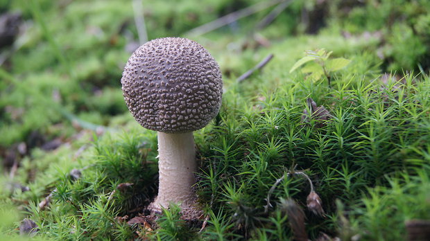 muchotrávka Amanita sp.