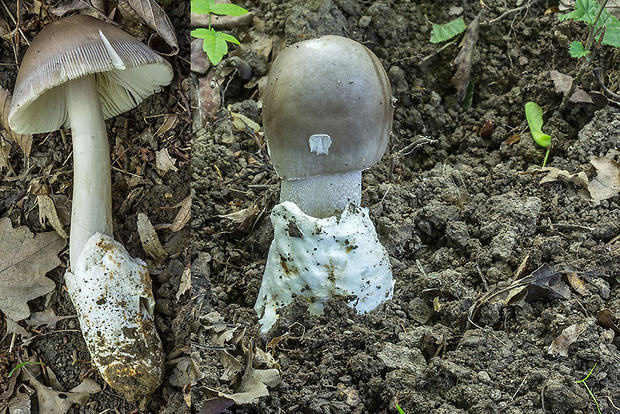 muchotrávka Amanita sp.