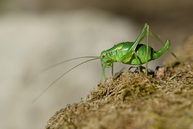 kobylka stromová Barbitistes constrictus