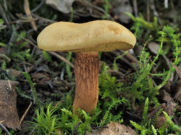 suchohríb červenohnedý Boletus ferrugineus Schaeff.