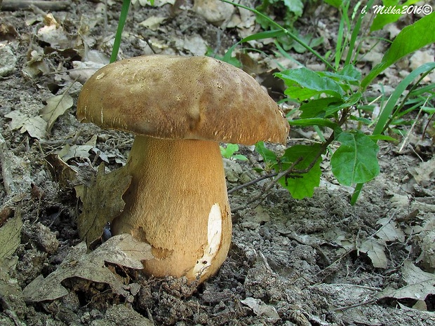 hríb dubový Boletus reticulatus Schaeff.