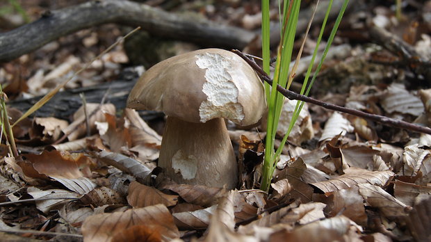 hríb dubový Boletus reticulatus Schaeff.