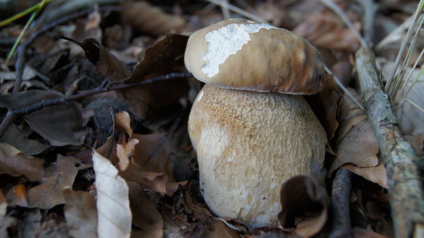 hríb dubový Boletus reticulatus Schaeff.