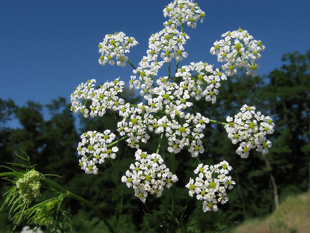 krkoška hľuznatá Chaerophyllum bulbosum L.