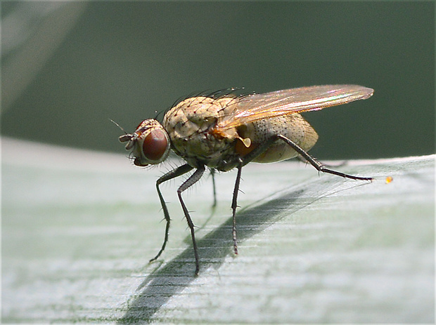 kvetárka Delia sp.  (Anthomyiidae)