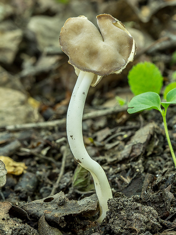 chriapač pružný Helvella elastica Bull.