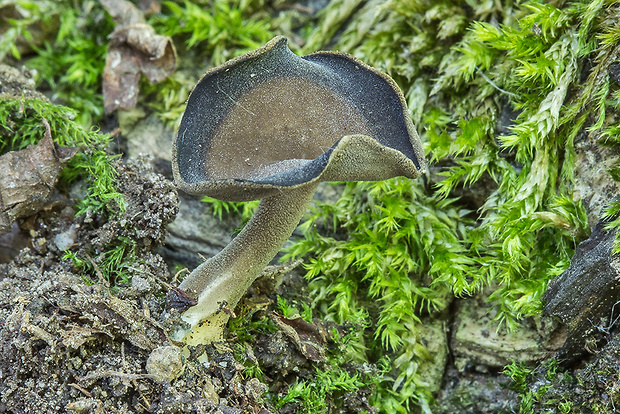 chriapač Helvella sp.