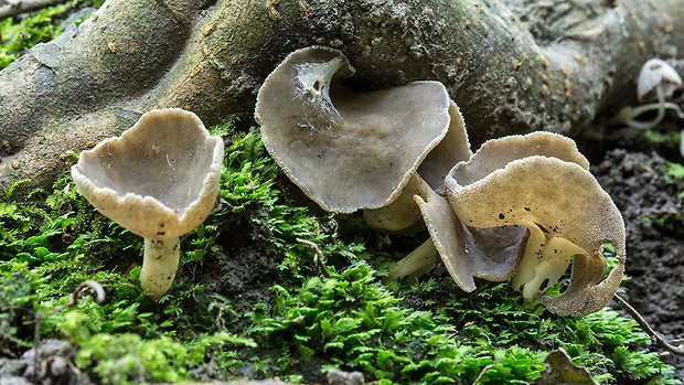 chriapač Helvella sp.