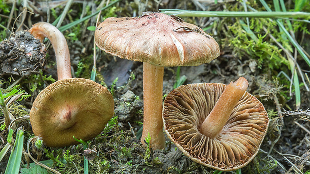 vláknica Godeyova Inocybe godeyi Gillet