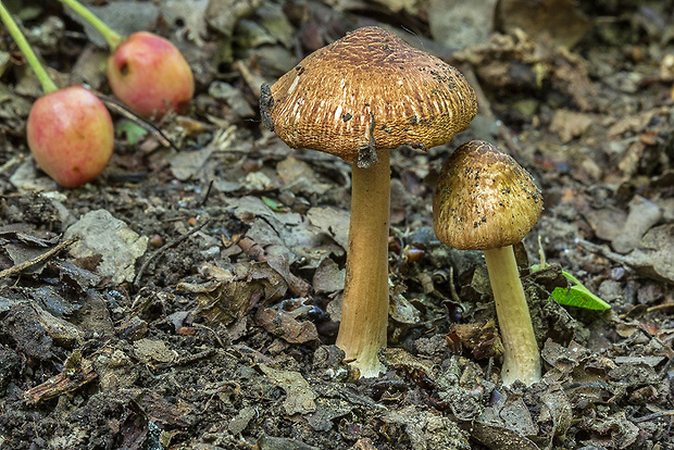 vláknica Inocybe sp.