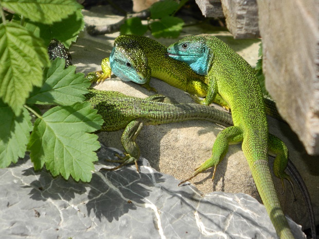 jašterica zelená Lacerta Viridis