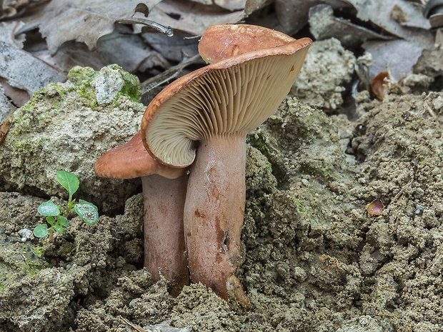 rýdzik Lactarius sp.