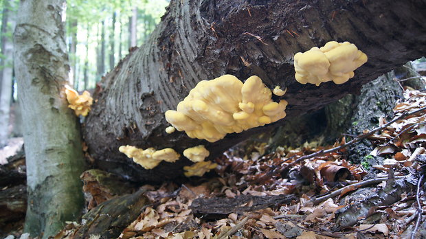 sírovec obyčajný Laetiporus sulphureus (Bull.) Murrill