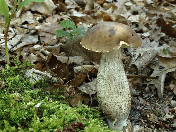 kozák hrabový Leccinum pseudoscabrum (Kallenb.) Šutara