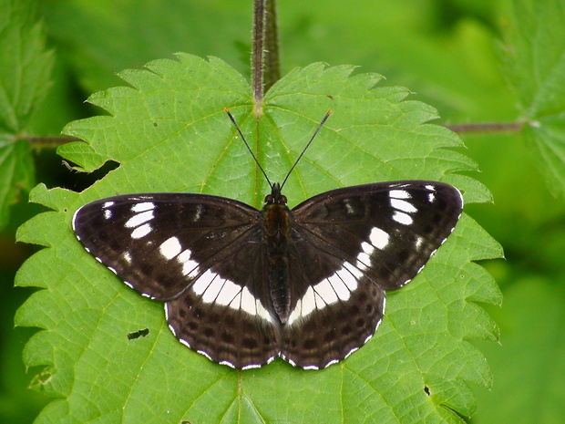 bielopásavec zemolezový Limenitis camilla Linnaeus, 1764