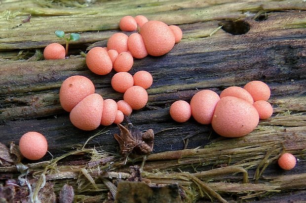 vlčinka červená Lycogala epidendrum (J.C. Buxb. ex L.) Fr.