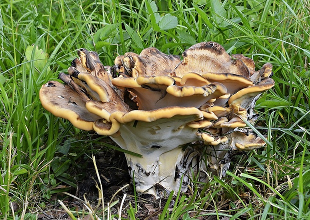 vejárovec obrovský Meripilus giganteus (Pers.) P. Karst.