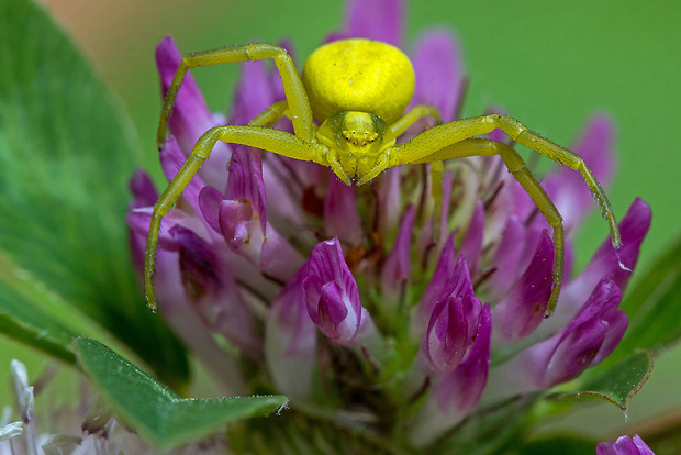 kvetárik dvojtvarý  Misumena vatia