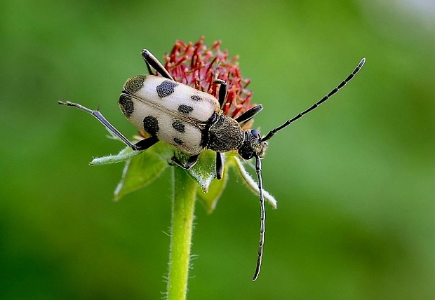 fuzáč rúbaniskový Pachytodes cerambyciformis