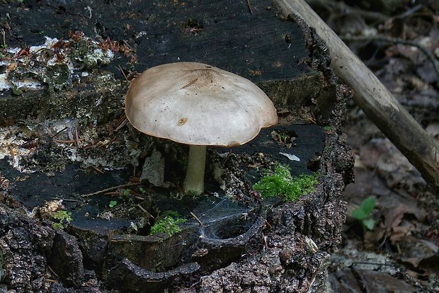 štítovka Pluteus sp.