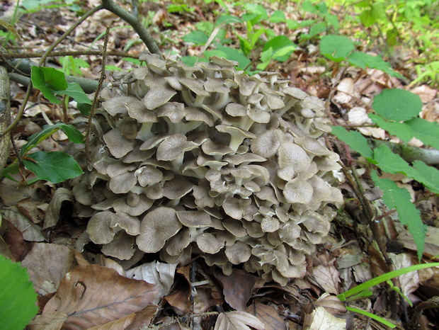 trúdnik klobúčkatý Polyporus umbellatus (Pers.) Fr.