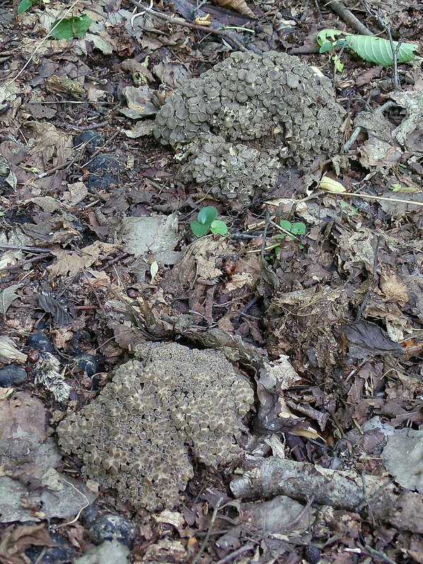 trúdnik klobúčkatý Polyporus umbellatus (Pers.) Fr.