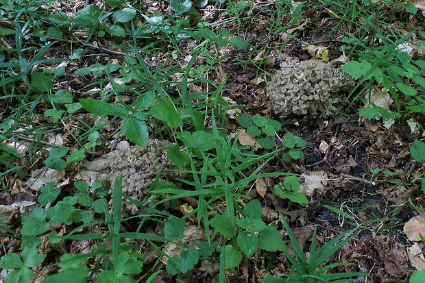 trúdnik klobúčkatý Polyporus umbellatus (Pers.) Fr.