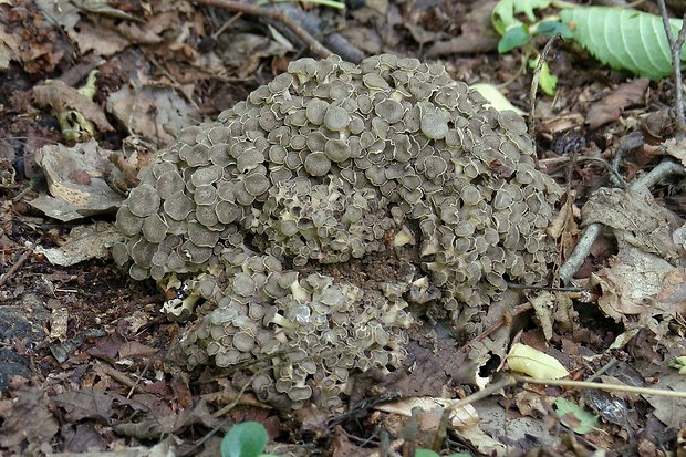 trúdnik klobúčkatý Polyporus umbellatus (Pers.) Fr.