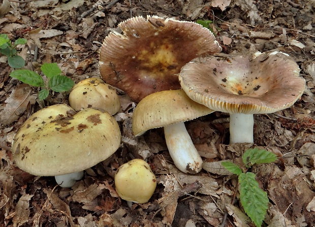 plávka hrabová Russula carpini R. Girard & Heinem.