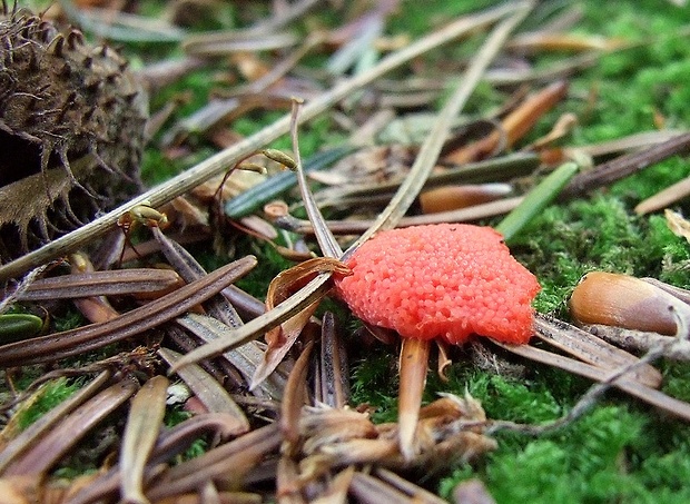 jahodník sasankovitý Tubifera ferruginosa (Batsch) J.F. Gmel.