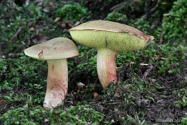 suchohríb plstnatý Xerocomus subtomentosus L.