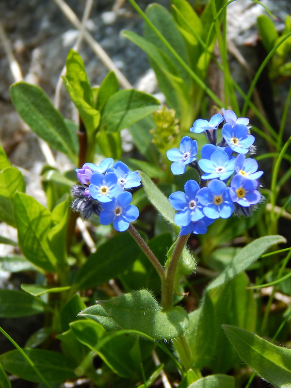 nezábudka alpínska   Myosotis alpestris