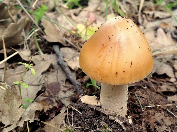 muchotrávka oranžová Amanita crocea (Quél.) Singer