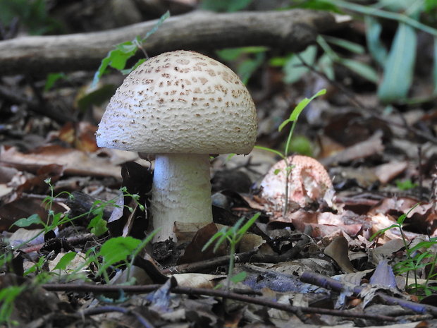 muchotrávka červenkastá Amanita rubescens Pers.